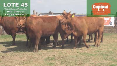 Lote VAQUILLONAS MAS PREÑADAS ANGUS PARICIÓN OTOÑO - 2