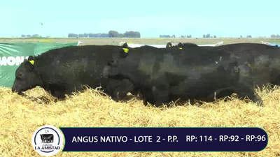 Lote TOROS PURO PEDIGREE