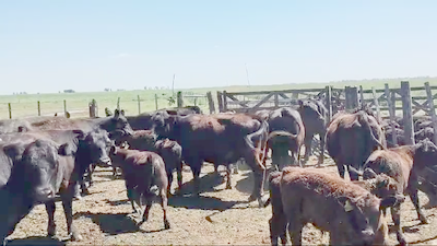 Lote 20 Vacas nuevas C/Cria en Carlos Tejedor