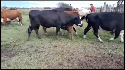 Lote 66 Vacas C/ cria Braford y sus cruzas en Llambi Campbell, Santa Fe