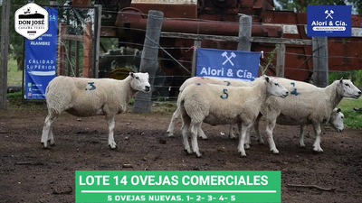 Lote 5 Ovejas Texel en Tupambaé