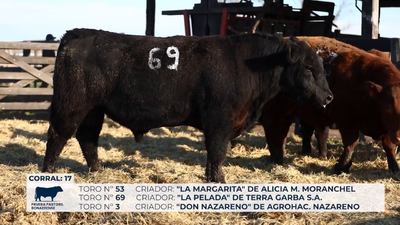 Lote Toros