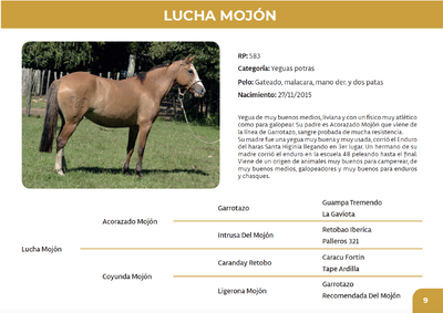 Lote Lucha Mojón (RP 583)