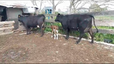 Lote 2 Vaquillonas  en Mundo Azul