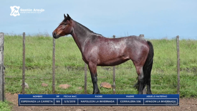 Lote ESPERANZA LA CARRETA