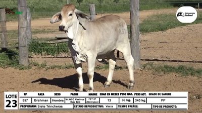 Lote Vaquillas Brahman, Loma Plata