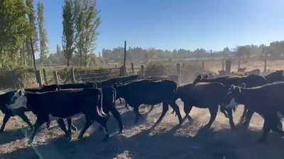 Lote 60 Vaquilla Engorda en Quilleco, VIII Región Biobío