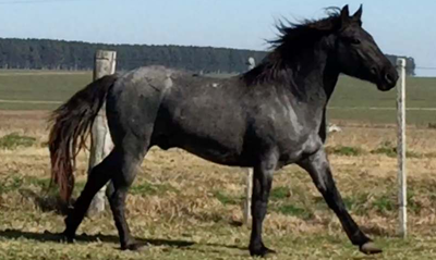 Lote ZAFIRO LA INVERNADA
