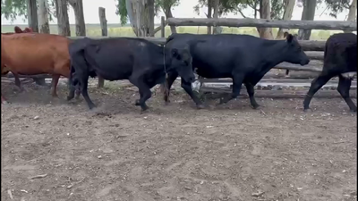 Lote VIENTRES ENTORADOS