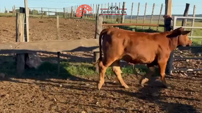 Lote Lote 7