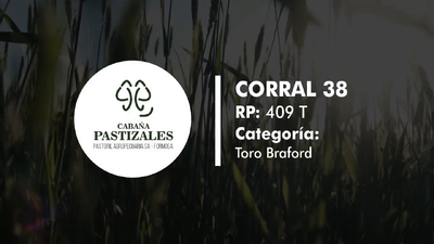 Lote Toro