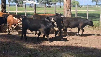 Lote TERNEROS