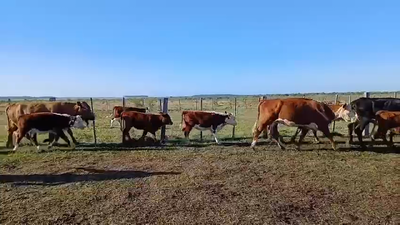 Lote 66 Vacas CUT