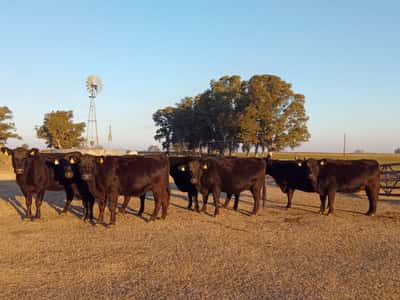 Lote Vaquillonas PC