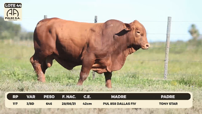 Lote LOTE 44