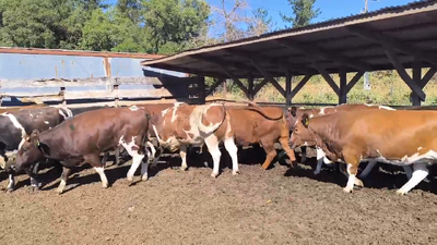 Lote 20 Vaquilla Gorda en Los Ángeles, VIII Región Biobío