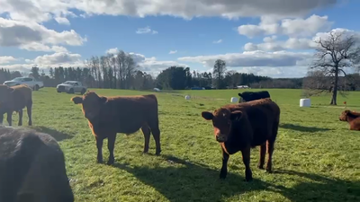Lote 50 Novillo Engorda en Río Negro, X Región Los Lagos