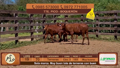 Lote 70 Terneras CBO 3 Híbridas (tipo Brangus). Coloradas 193kg - , Boquerón