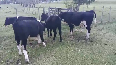 Lote 6 Terneros HOLANDO 200kg - , San José