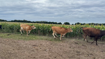 Lote VAQUILLONAS 1 a 2 AÑOS