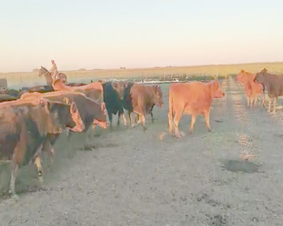 Lote 35 Vacas nuevas con garantía de preñez en Buenos Aires, Laprida