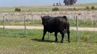 Lote TORO SA