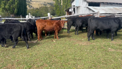 Lote 45 Ternera en Coyhaique, XI Región Aysén
