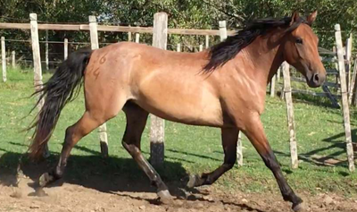 Lote Azara La Invernada