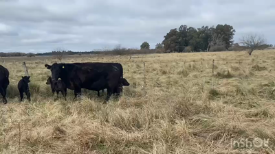 Lote 40 Vacas CUT con cría en La Plata, Buenos Aires