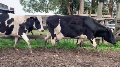Lote (Vendido)4 Vacas de Invernada HO 570kg - , Colonia