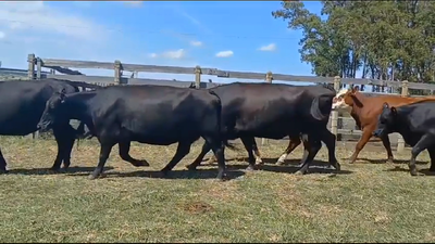 Lote VACAS ENTORADAS