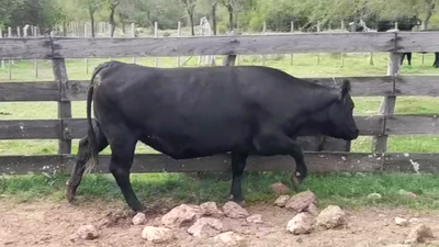 Lote VACA GORDA