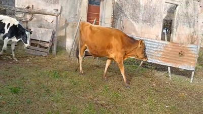 Lote (Vendido)2 Novillos Holando 230kg -  en Monzon