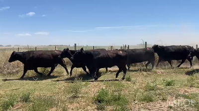 Lote 35 Vacas NUEVAS  C/ gtia de preñez en Lavalle, Mendoza