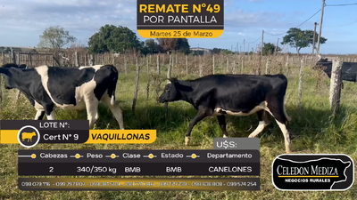 Lote 2 Vaquillonas  en Juanicó, Canelones