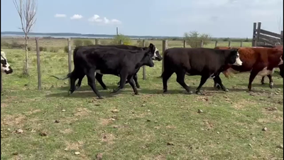 Lote VACAS Y VAQUILLONAS