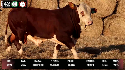 Lote LOTE 42