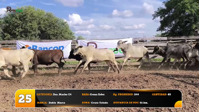 Lote Des. Macho C4