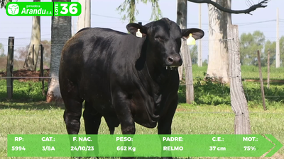 Lote LOTE 36