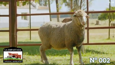 Lote Merino Donhe