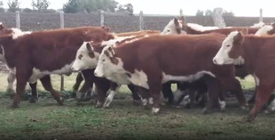 Lote 40 Novillos en Soriano