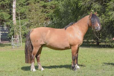 Lote Yubely Pituca