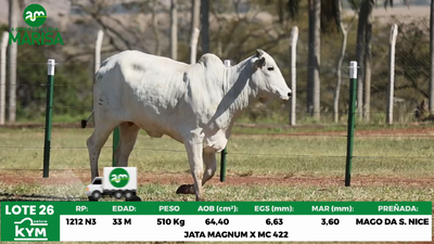 Lote Lote 26