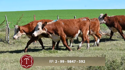  Lote 6 Vientres preñados