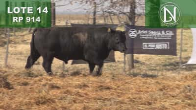 Lote TORO PC ANGUS NEGRO - RP 914