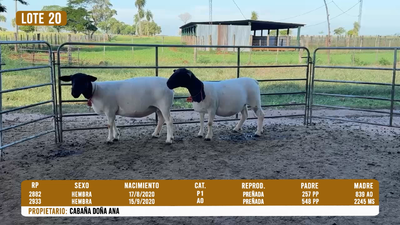 Lote LOTE 20 - DESTACADO