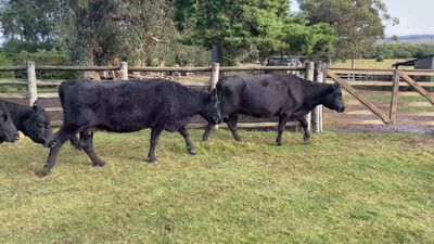 Lote 35 Vacas de Invernada en Garzón, Maldonado