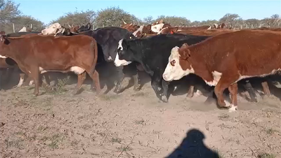 Lote 35 VACAS