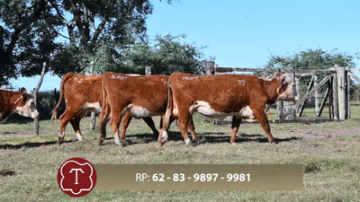  Lote 17 4 Vientres Vacíos