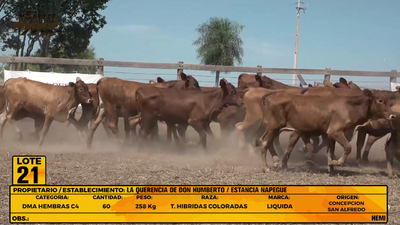 Lote LOTE 21